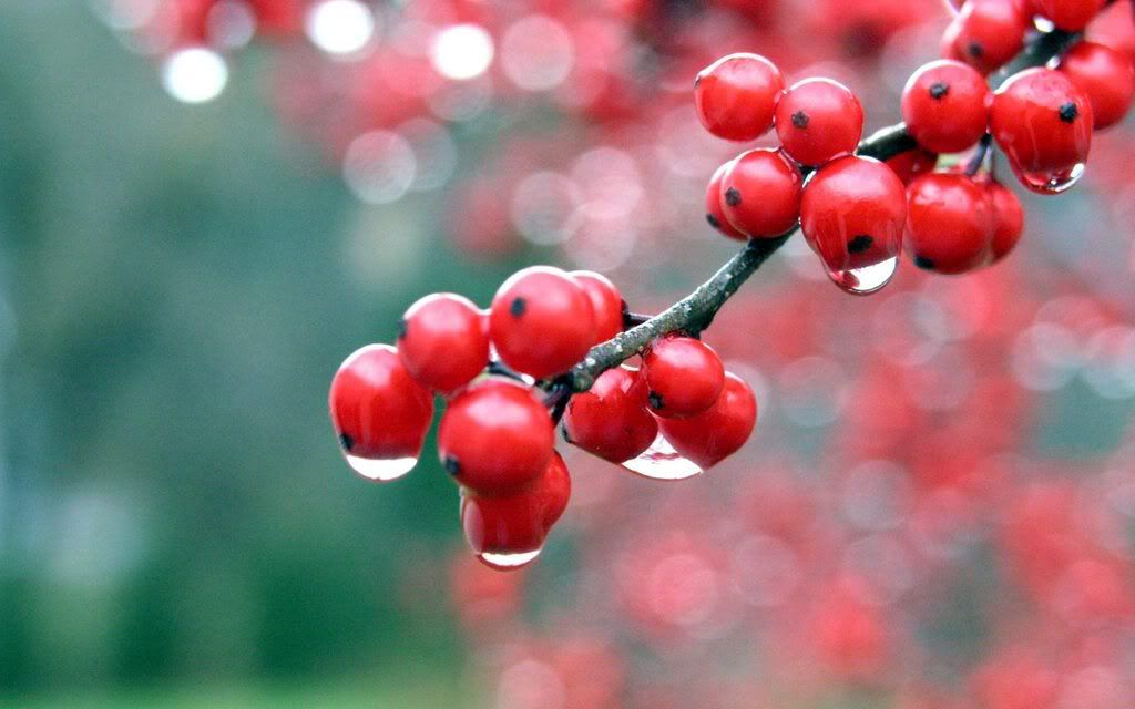 00224_berries_2560x1600.jpg