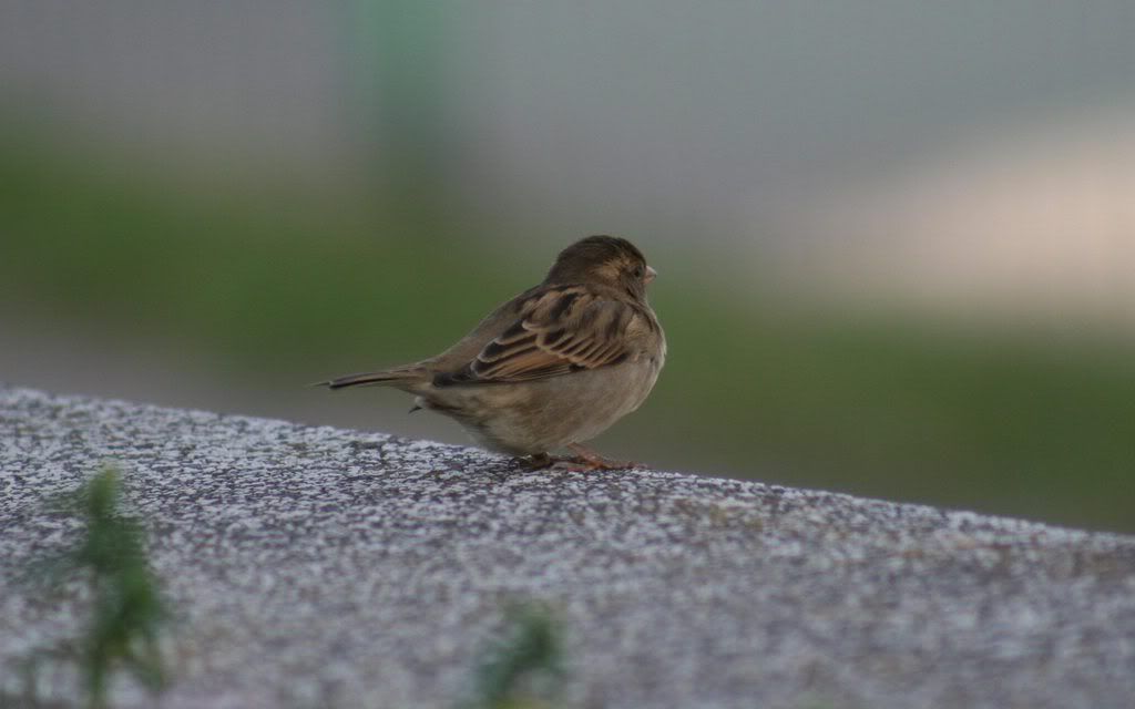 00239_sparrow_2560x1600.jpg