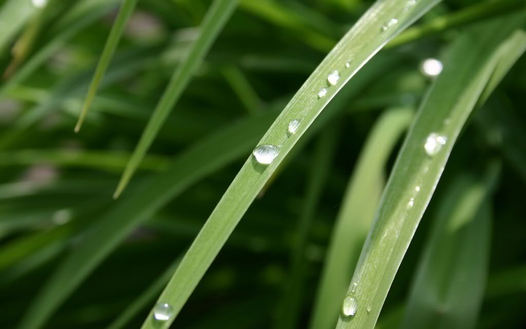 00386_dewdrop_2560x1600.jpg