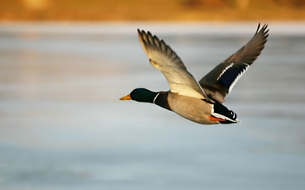 00422_duckmidflight_2560x1600.jpg
