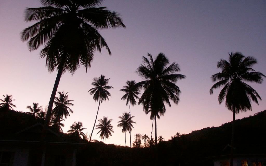 00465_twilightpalms_2560x1600.jpg