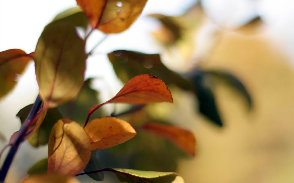 00529_colorsofchange_2560x1600.jpg