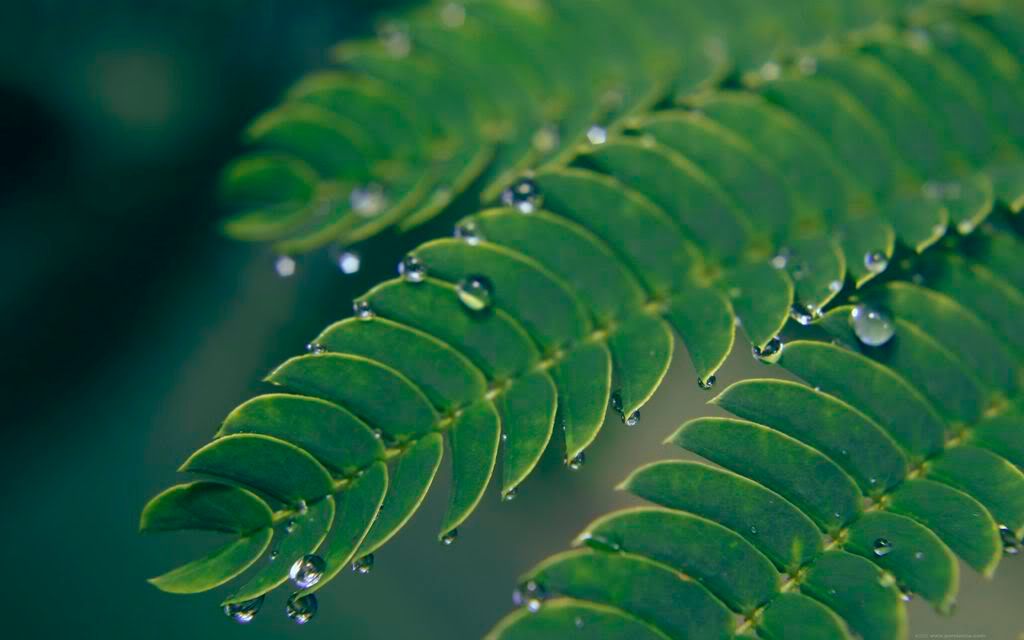 00533_moistmimosa_2560x1600.jpg