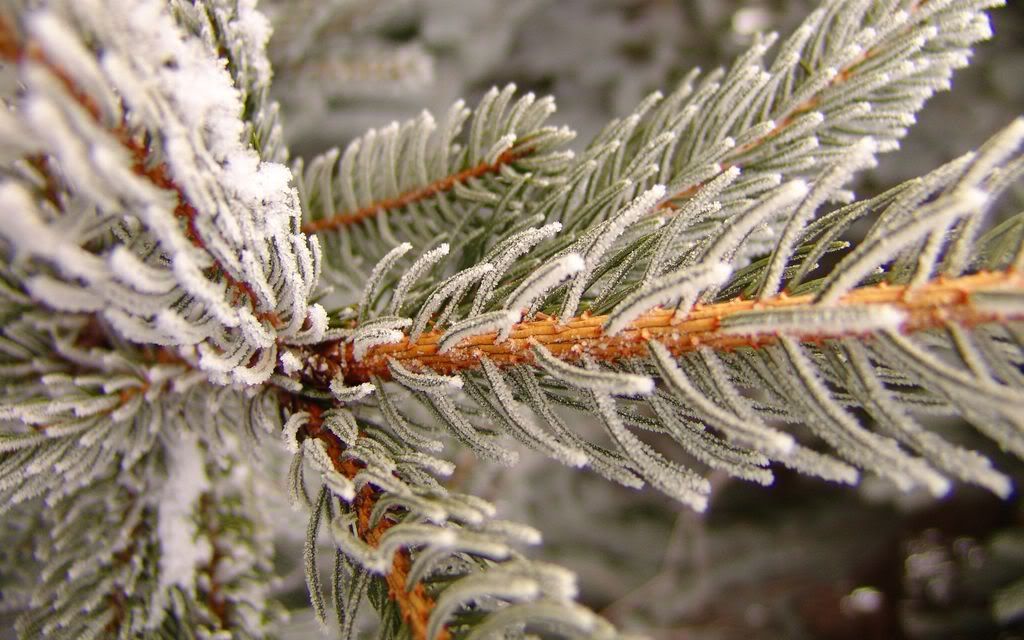 00563_snowypine_2560x1600.jpg
