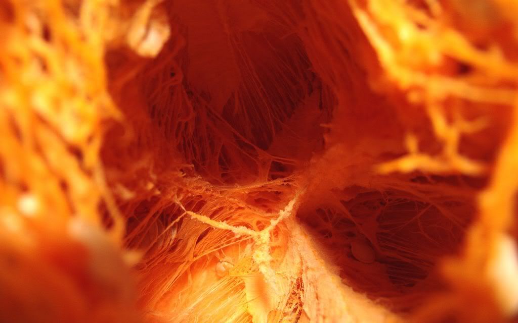 00575_innerpumpkin_2560x1600.jpg