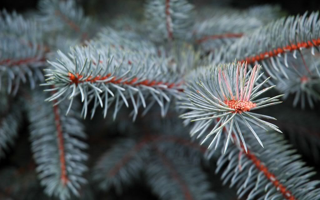 00577_pineneedles_2560x1600.jpg