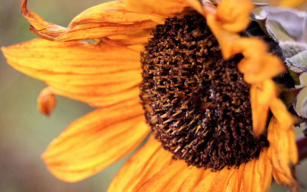 00593_autumnsunflower_2560x1600.jpg