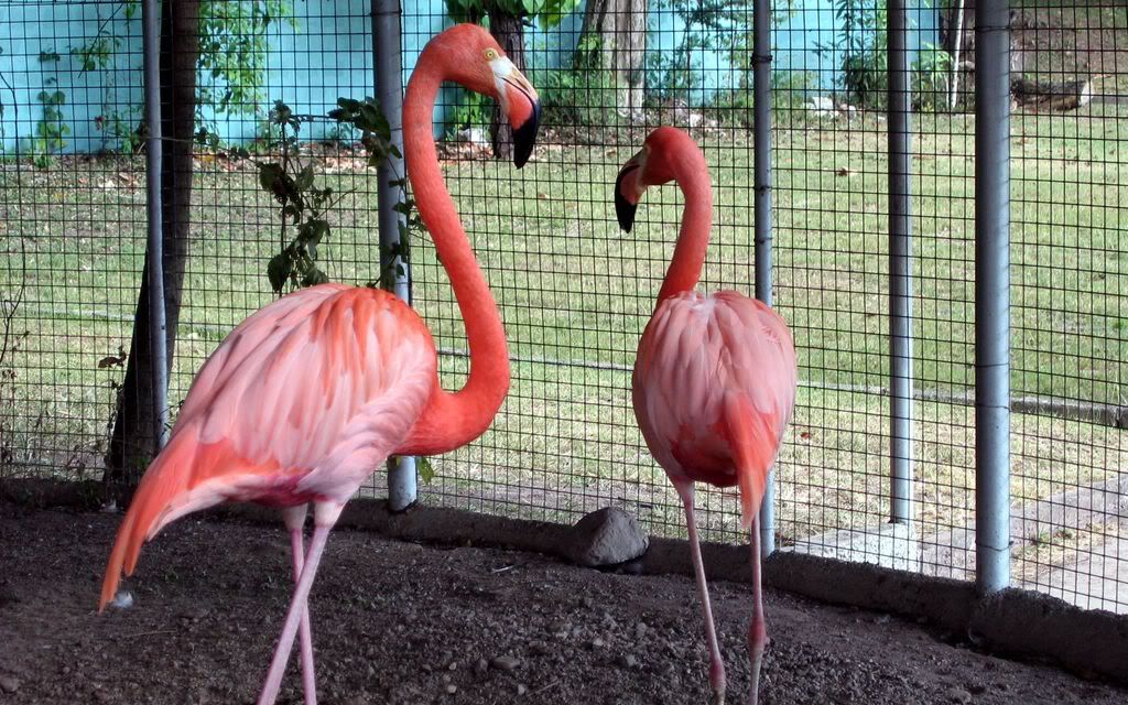 00684_trappedflamingos_2560x1600.jpg