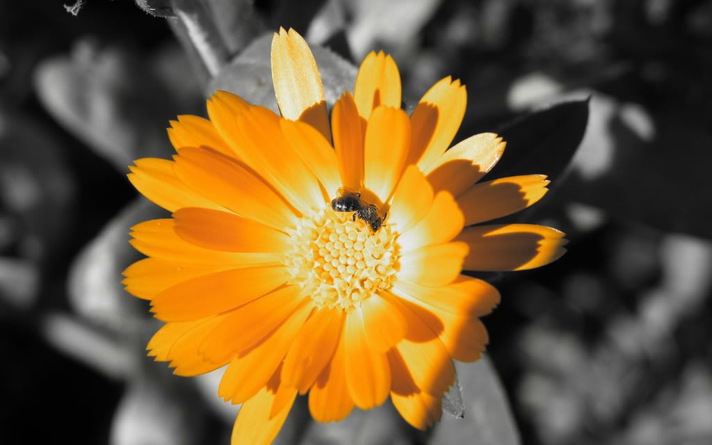 00877_goldenflower_2560x1600.jpg