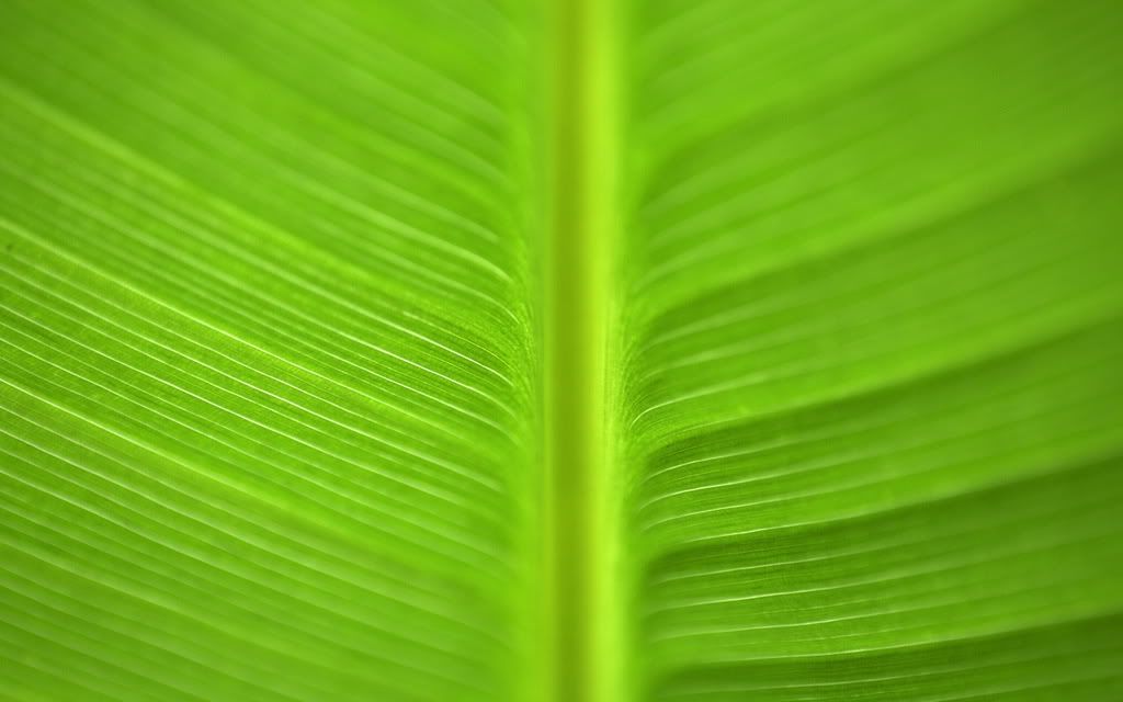 00886_greengoodness_2560x1600.jpg
