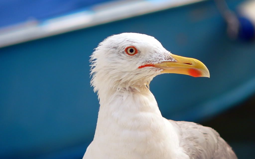 00901_seagullinvenice_2560x1600.jpg