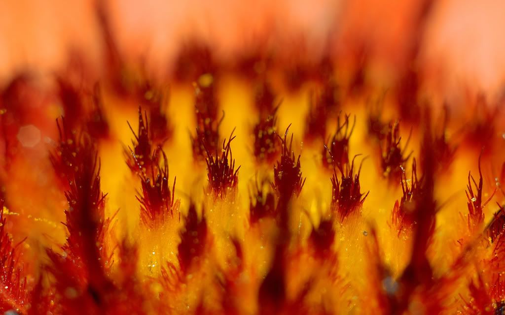 01045_macrosun_2560x1600.jpg
