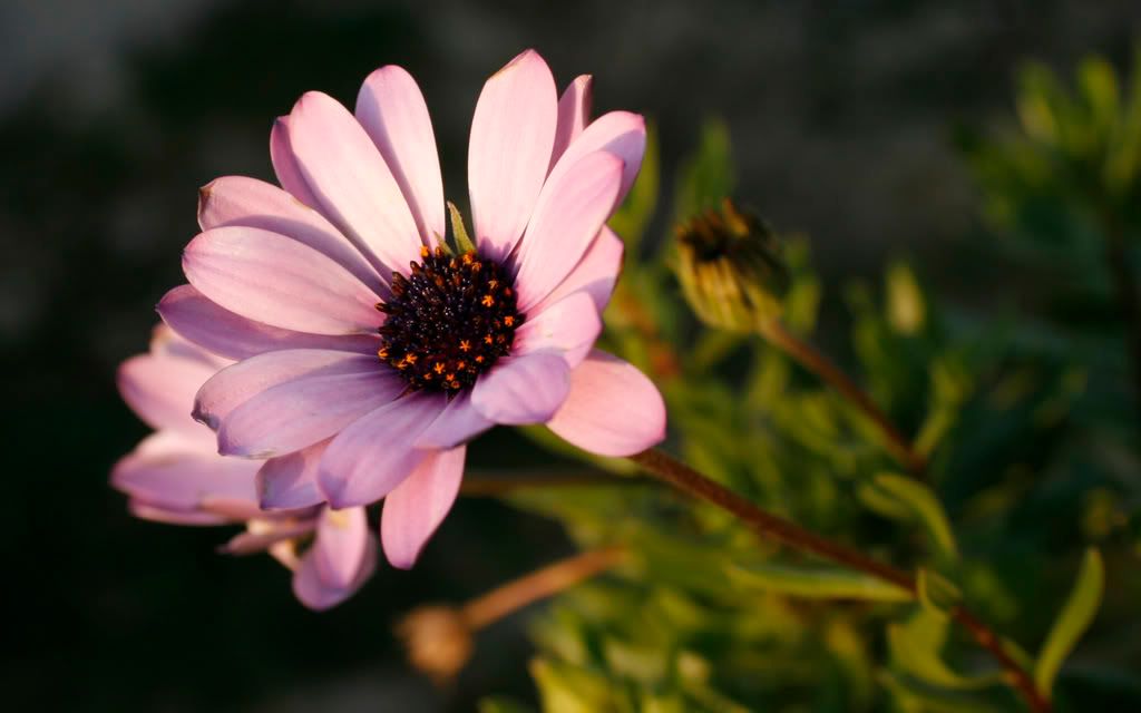 01147_myfirstviolet_2560x1600.jpg