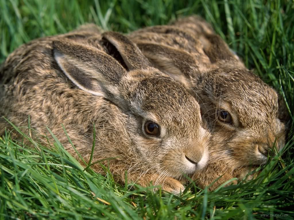 APairofHares.jpg