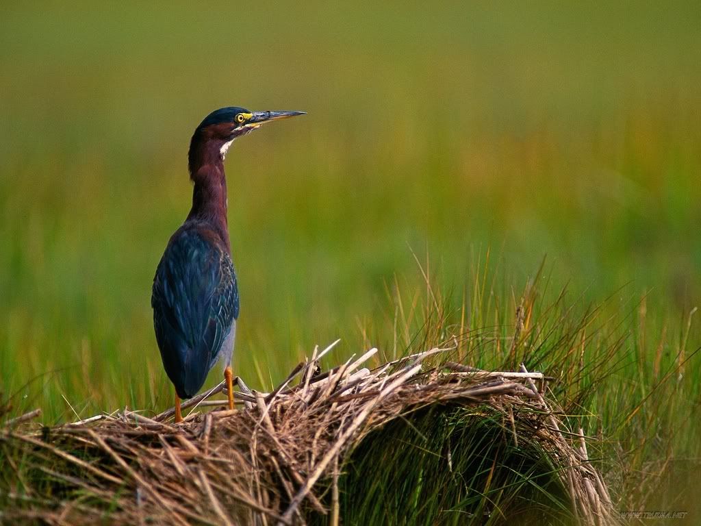 AQuietMomentGreenHeron.jpg