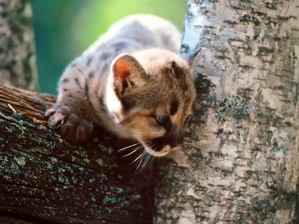 AWatchfulEyeCougar.jpg