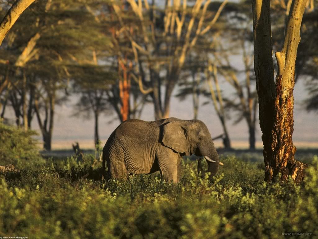 AfricanElephantTanzaniaAfrica.jpg