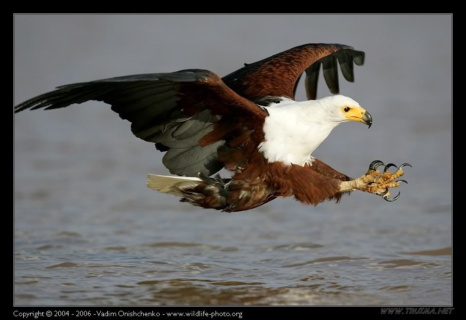 AfricanFishEagle.jpg