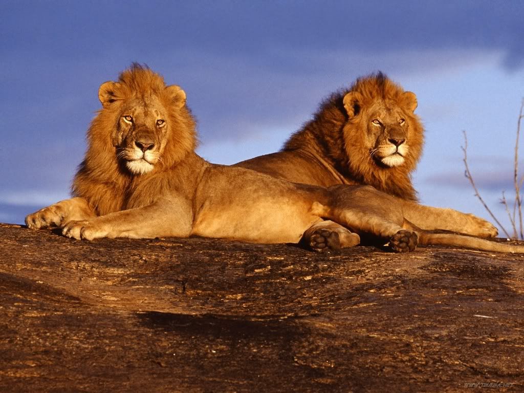 AfricanLionsMasaiMaraKenya.jpg
