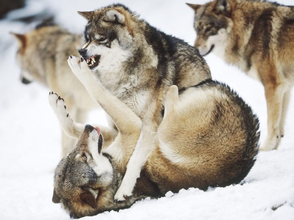 AngryWolves.jpg