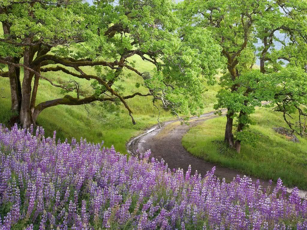 BaldHillsRedwoodNationalParkCalifor.jpg