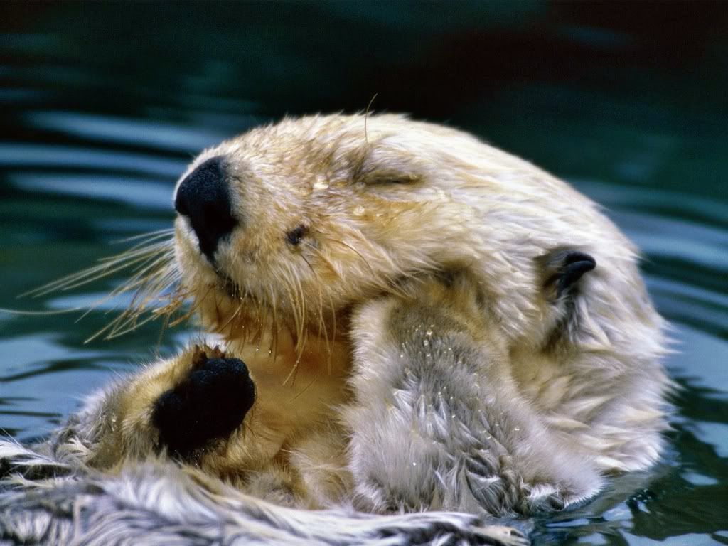 BathTimeSeaOtter.jpg