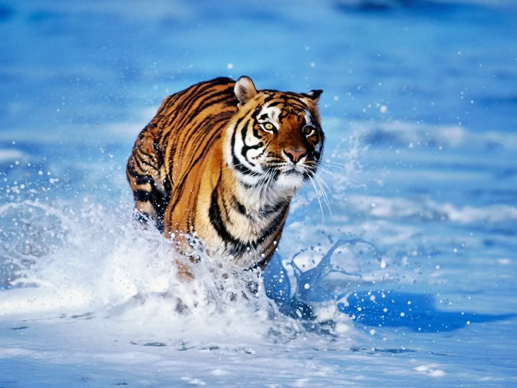 BengalTiger.jpg