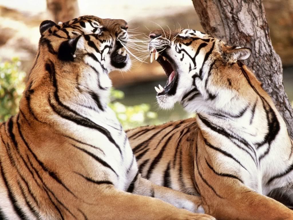 BengalTigers.jpg