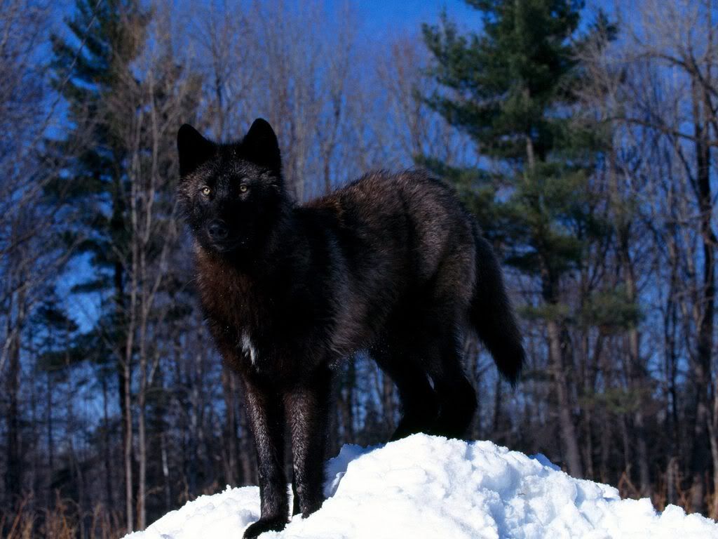 BlackWolfinSnow.jpg