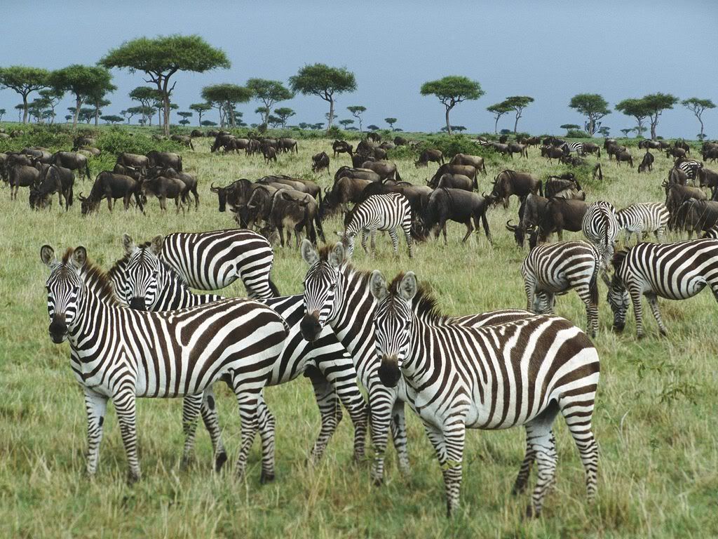 BurchellsZebraandBlueWildebeestKeny.jpg