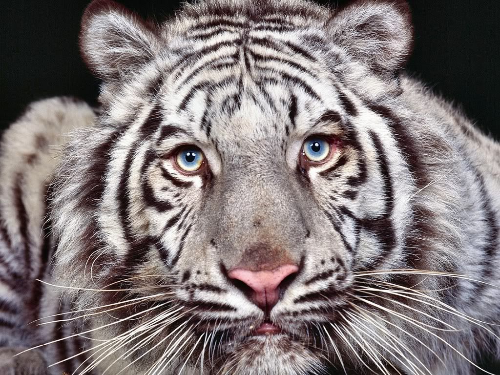 CaptivatingEyes.jpg