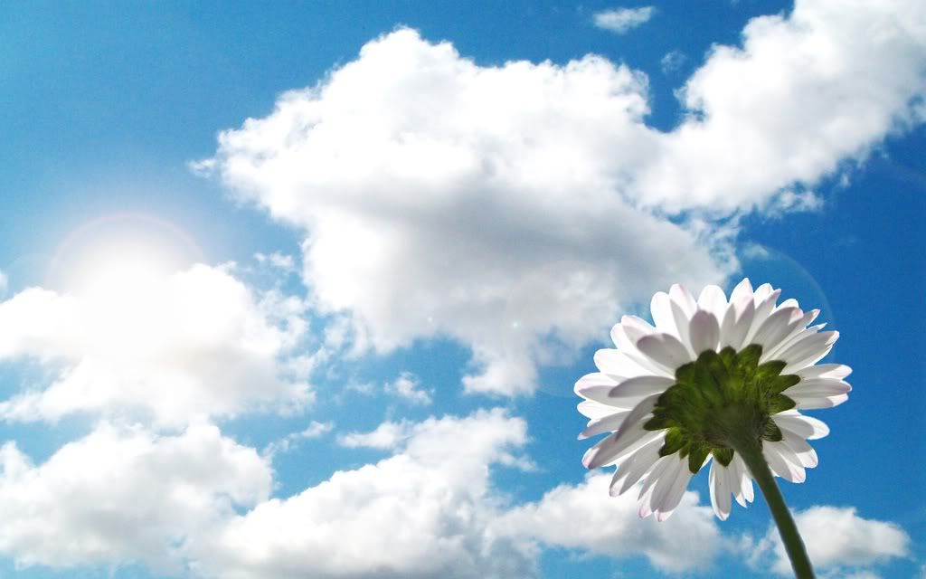 Daisy_by_dimage.jpg
