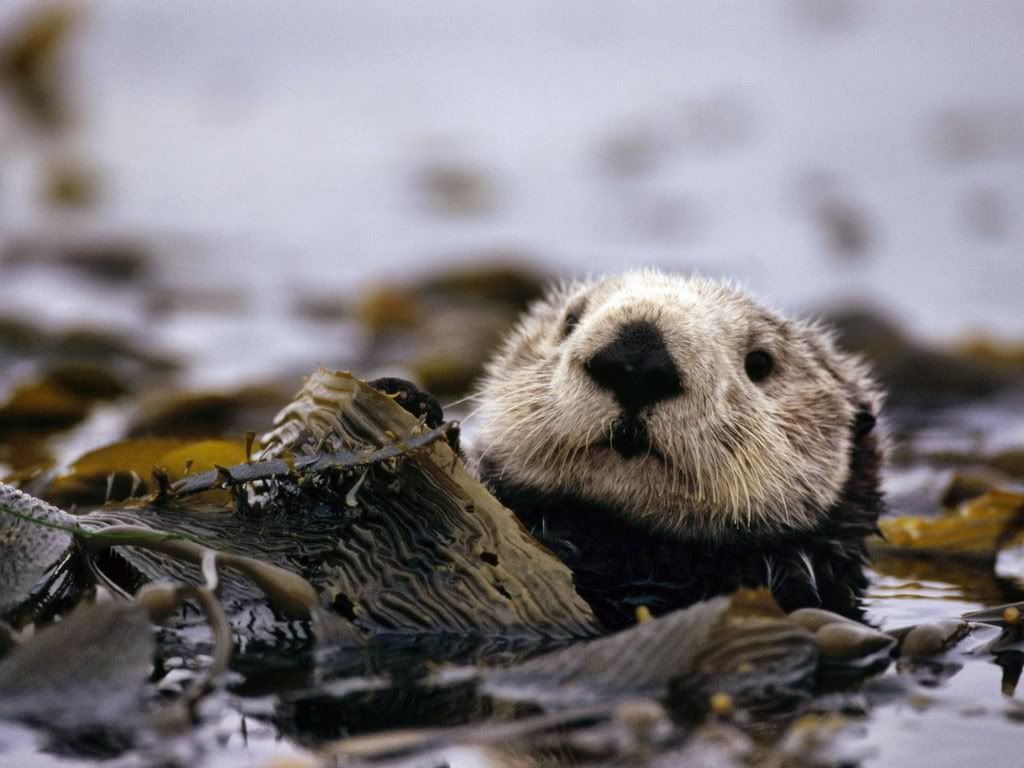 FloatingAmongsttheKelpSeaOtter.jpg