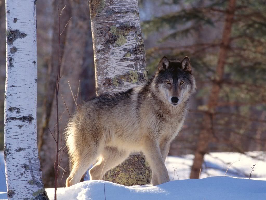 FullProfileGrayWolf.jpg