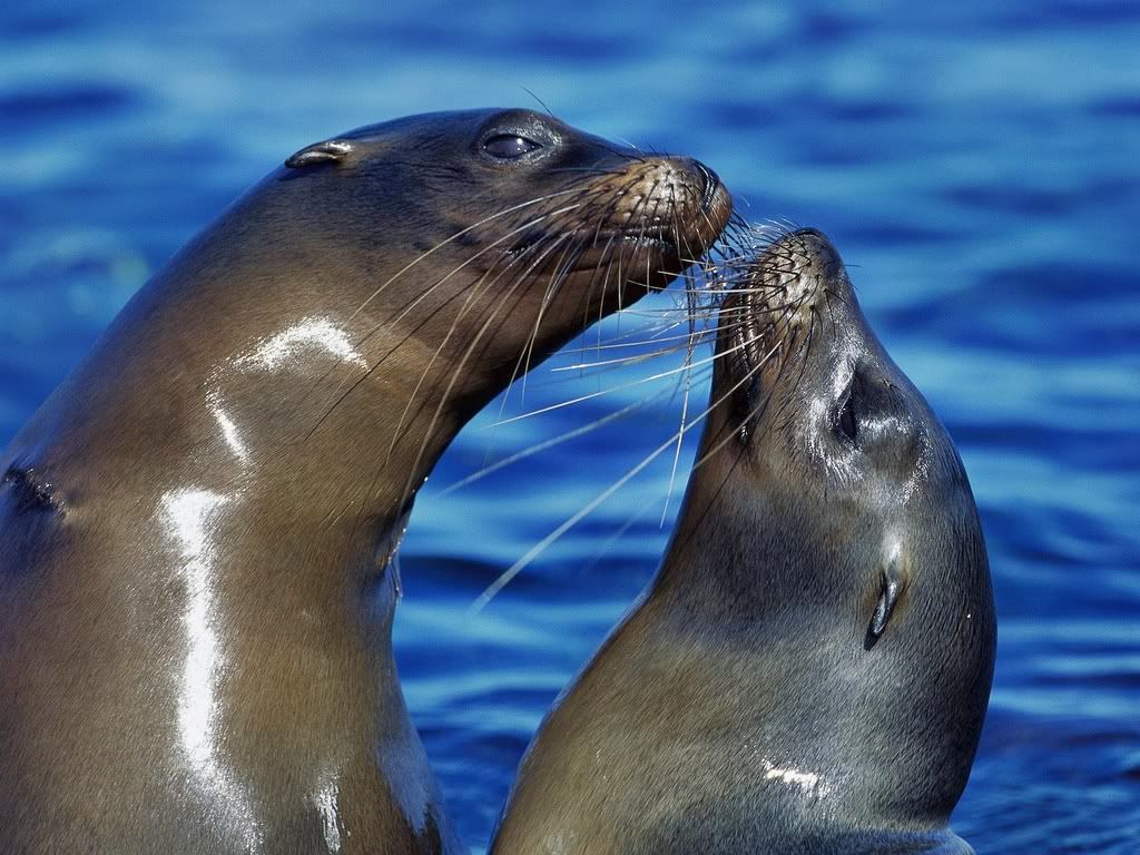 GalapagosSeaLionsPuntaEspinosaFerna.jpg