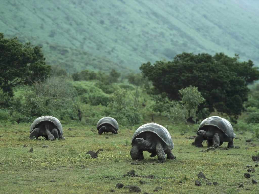 GiantGalapagosTortoisesIsabelaIslan.jpg