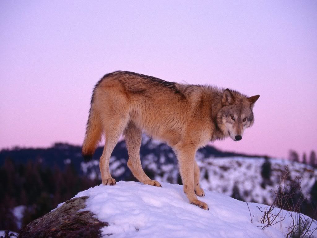 GrayWolfatDusk.jpg
