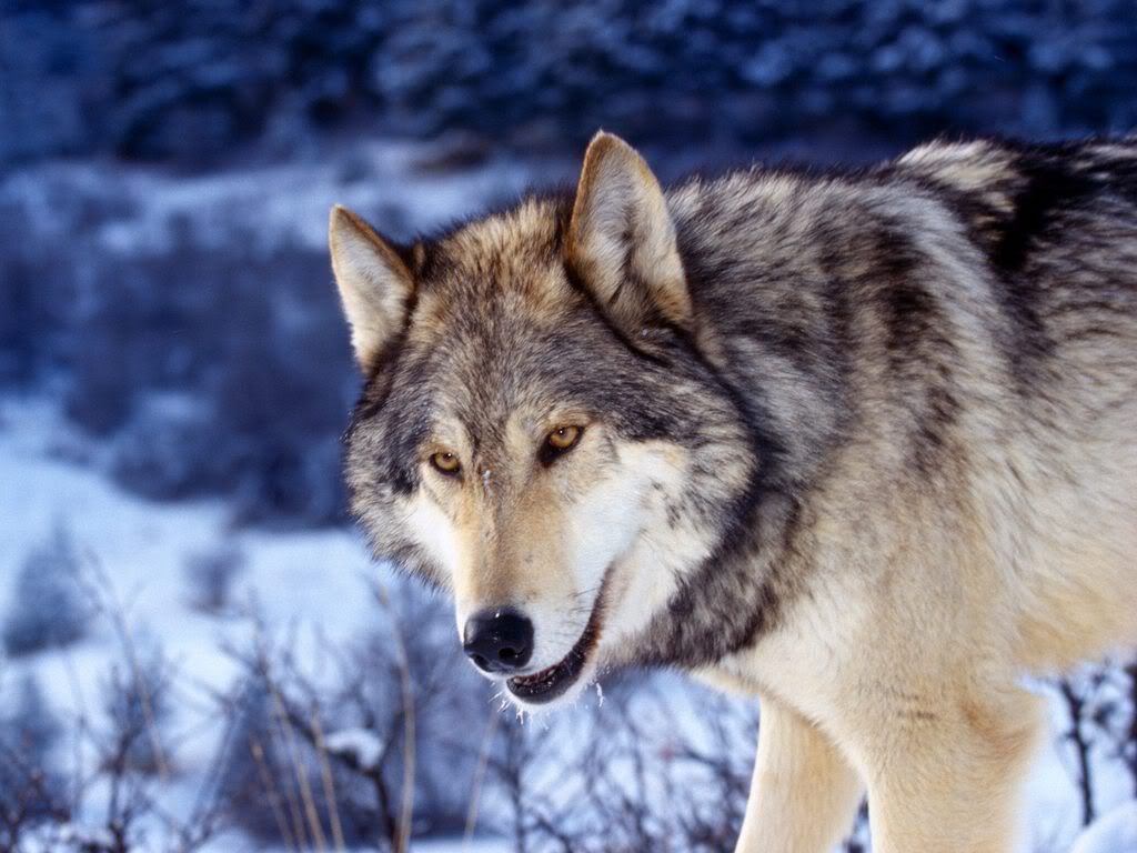 GrayWolfinSnow.jpg
