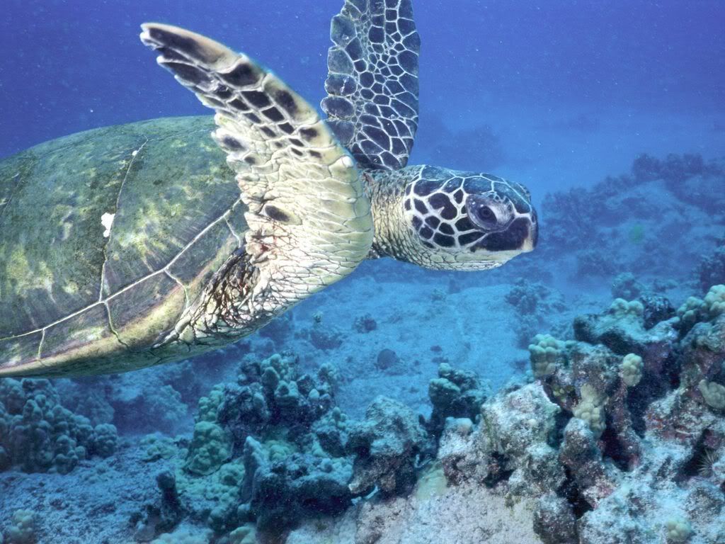 GreenSeaTurtle.jpg
