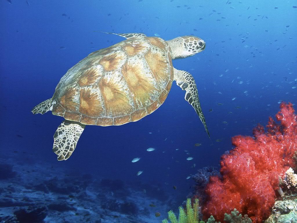 GreenSeaTurtleMalaysia.jpg