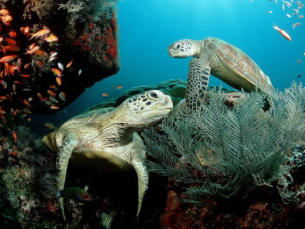 GreenSeaTurtles.jpg