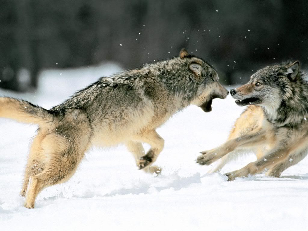 GreyWolvesNorthernAlaska.jpg