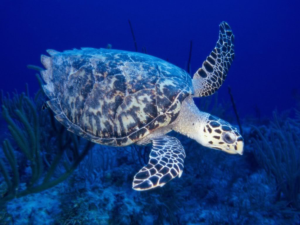 HawksbillTurtle.jpg