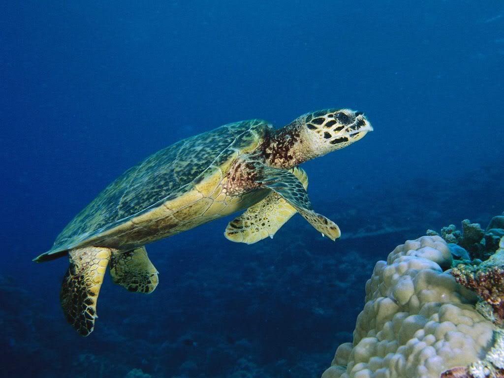HawksbillTurtleMalaysia.jpg