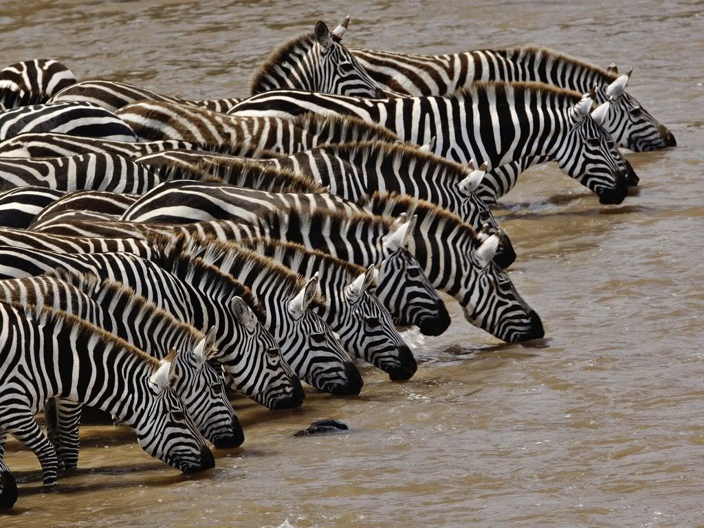 HerdofBurchellsZebraDrinkingMaraRiv.jpg
