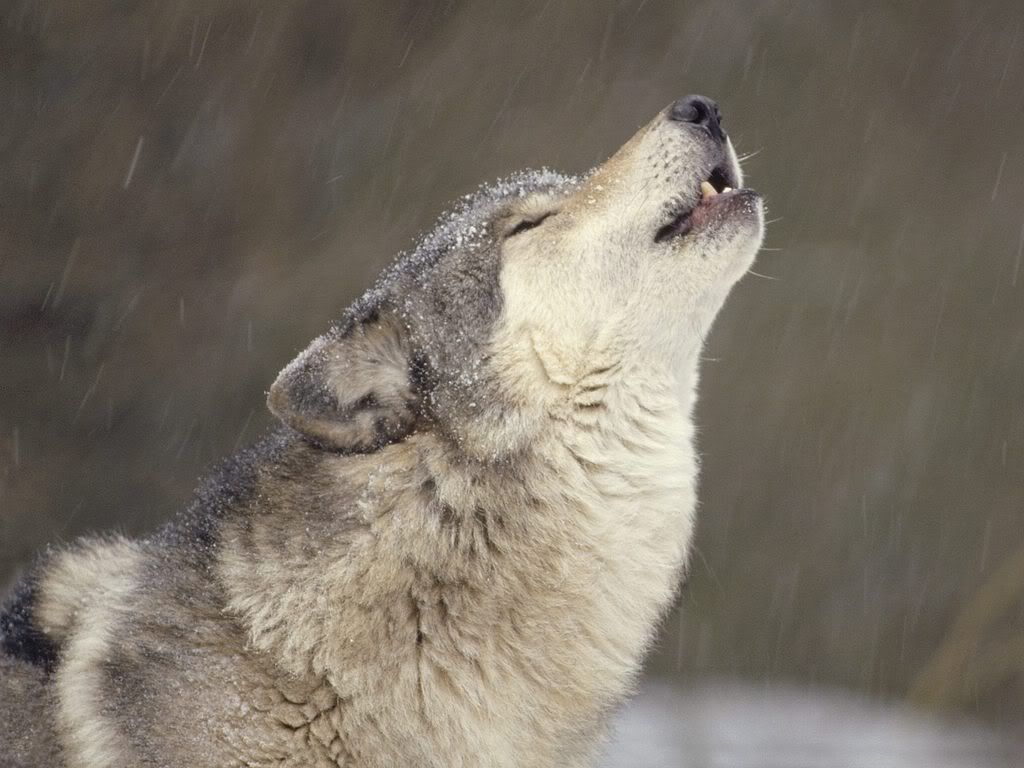 HowlingTimberWolfTemperateNorthAmer.jpg