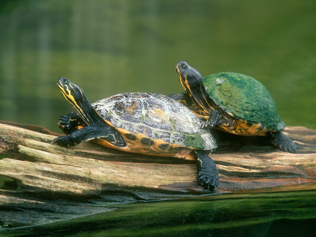 LogJumpingPeninsulaCooterTurtles.jpg