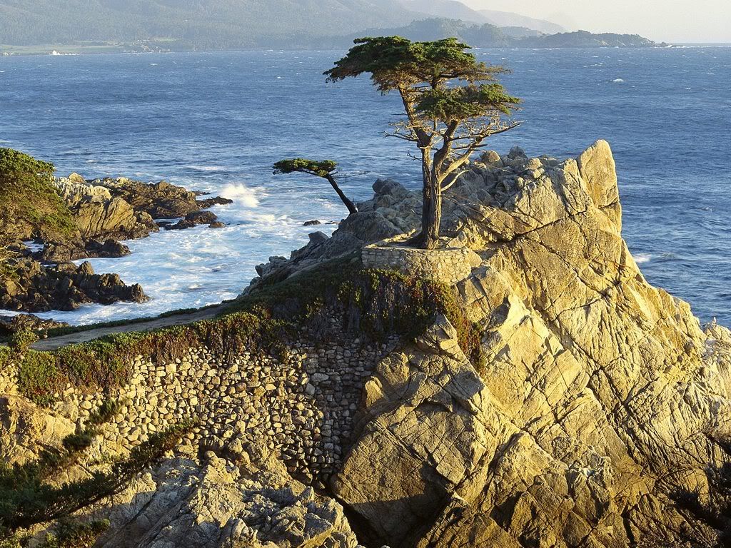 LoneCypressPebbleBeachCalifornia.jpg