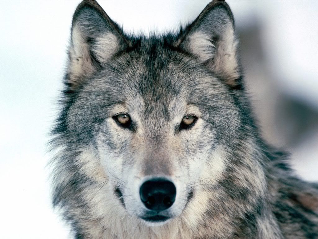 LookIntoMyEyesWinterWolf.jpg