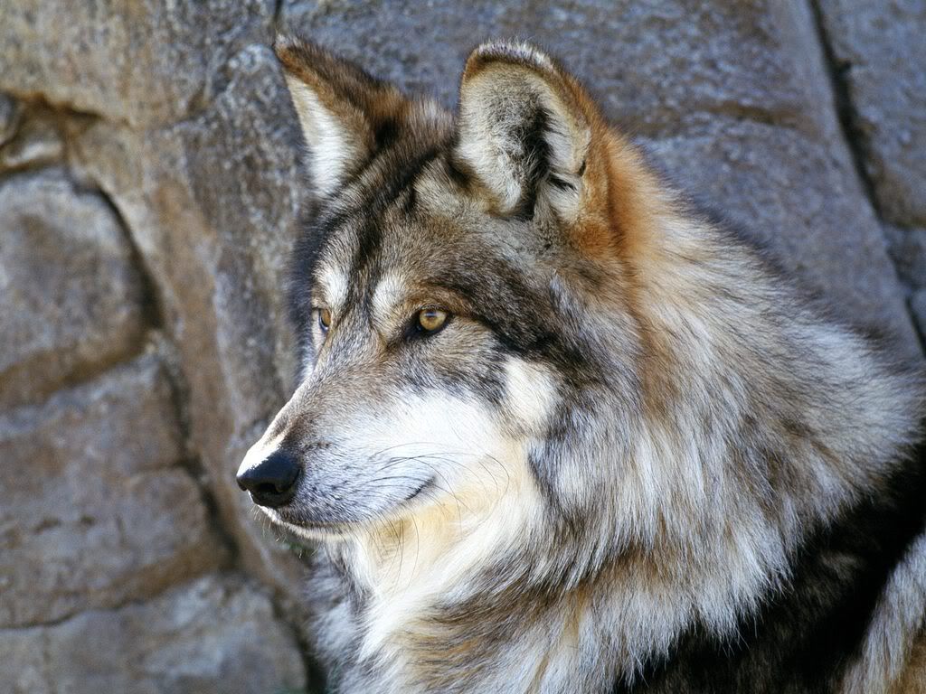 MexicanWolf.jpg